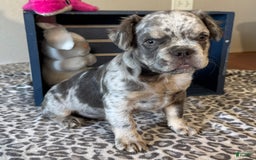 French Bulldog dogs for sale: Winston - Image 2