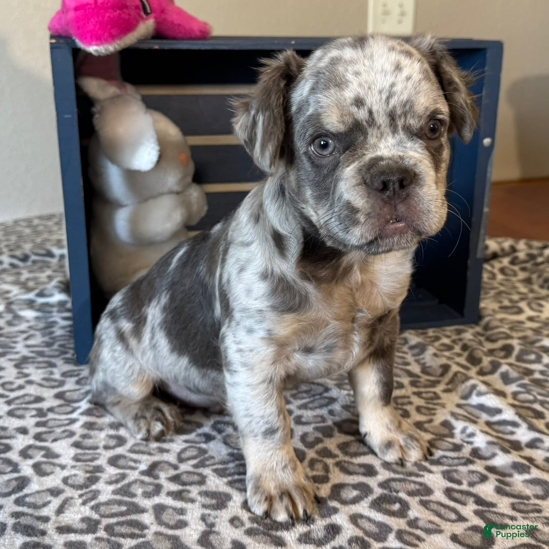 French Bulldog dogs for sale: Winston - Image 2