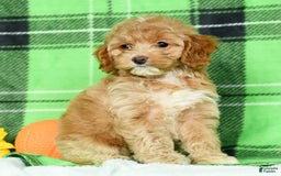 Cockapoo dogs for sale: Violet - Image 1