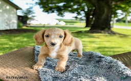 Miniature Dachshund dogs for sale: Firecracker - Image 3