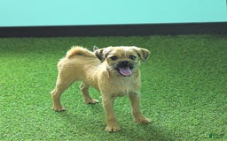 Toy Poodle dogs for sale: Dylan - Image 7