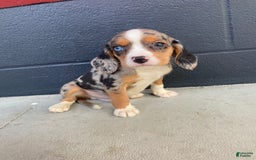 Beaglier dogs for sale: Anthony - Image 4