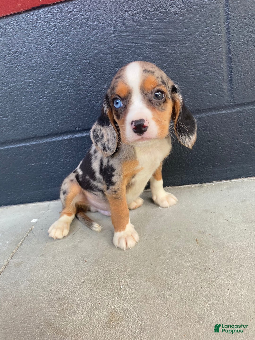 Beaglier dogs for sale: Anthony - Image 4