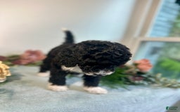 Mini Bernedoodle dogs for sale: Diamond - Image 14