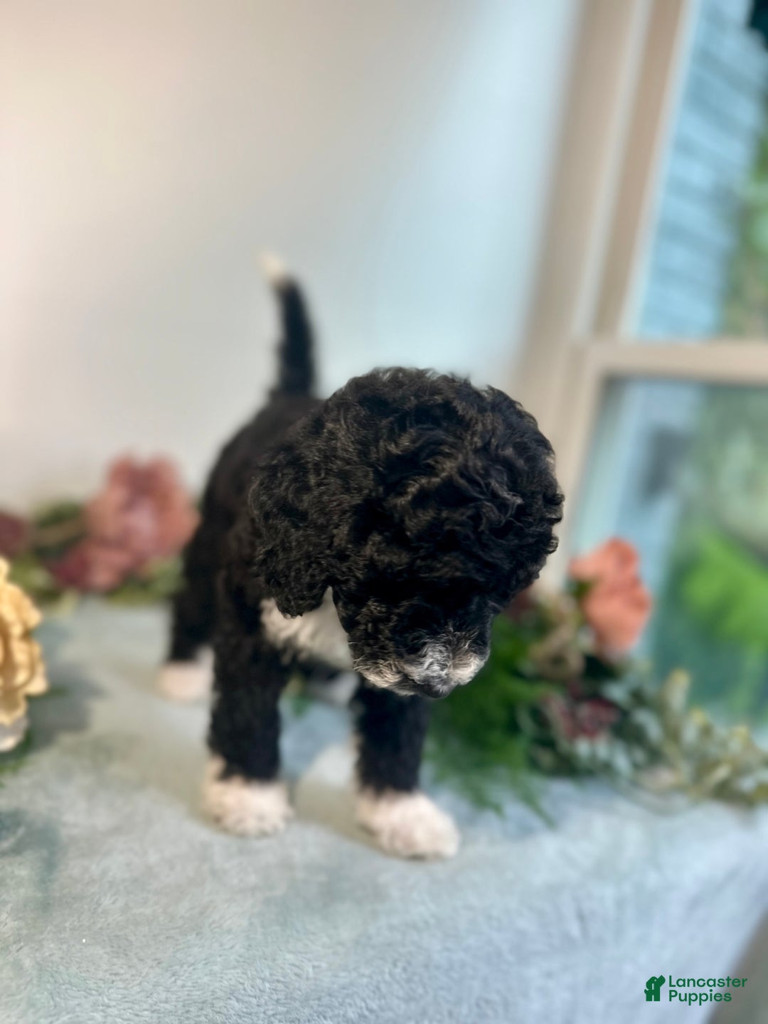 Mini Bernedoodle dogs for sale: Diamond - Image 14