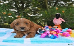Mini Goldendoodle dogs for sale: Daisy - Image 23