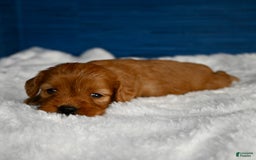 Cavapoo dogs for sale: Viviana - Image 3