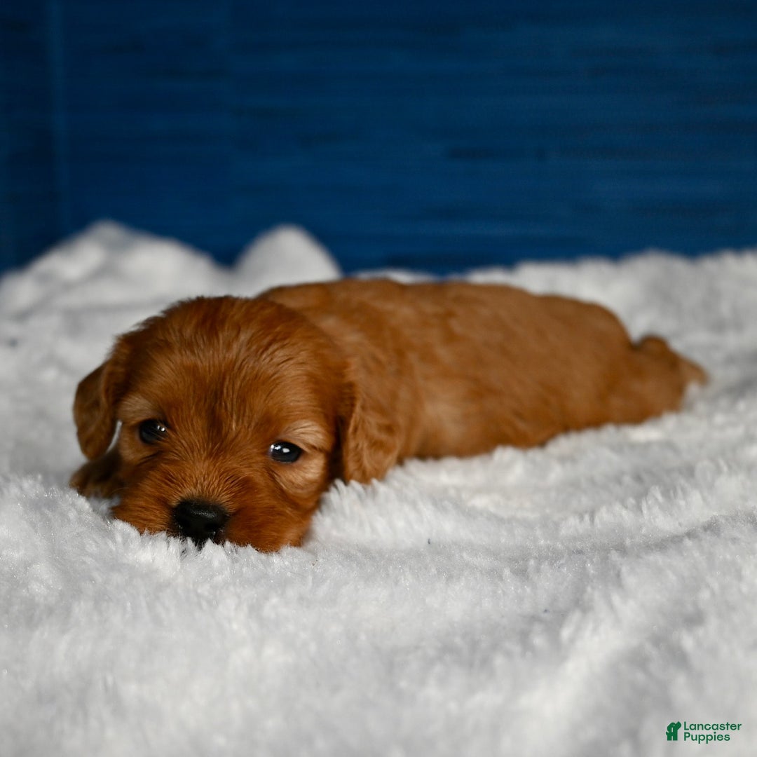 Cavapoo dogs for sale: Viviana - Image 3