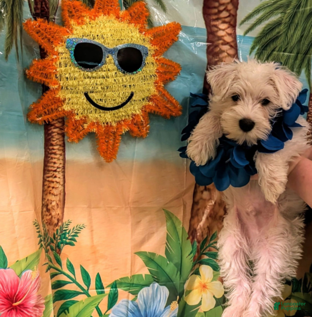 Miniature Schnauzer dogs for sale: Cotton Wiggles - Image 3