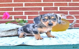 Miniature Dachshund dogs for sale: Trisha - Image 1