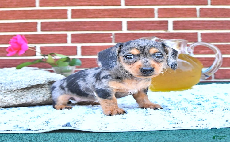 Miniature Dachshund dogs for sale - Ad 3