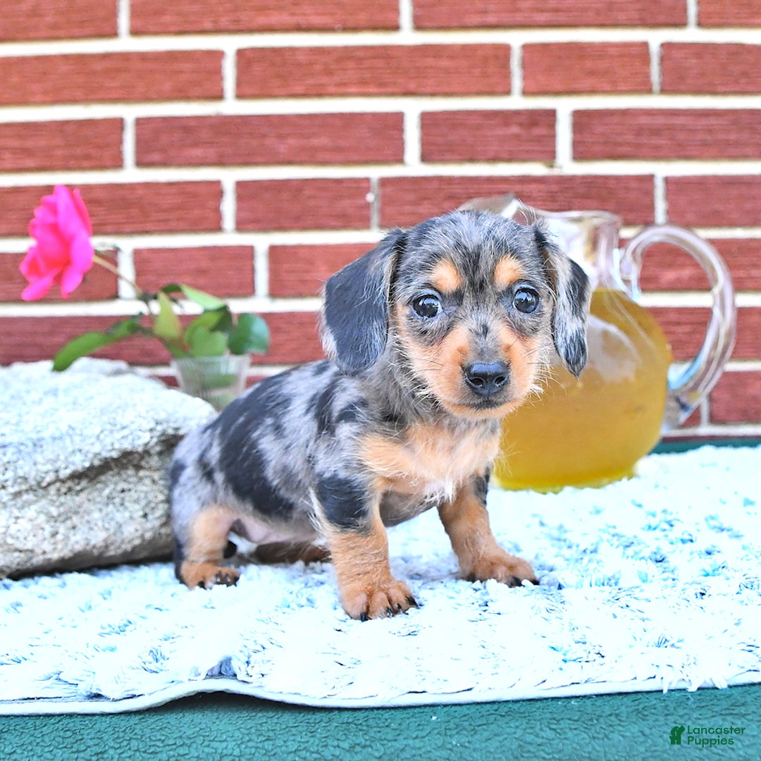Miniature Dachshund dogs for sale: Trisha - Image 1