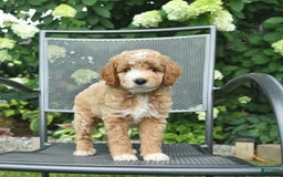 Mini Goldendoodle dogs for sale: Lincoln - Image 4