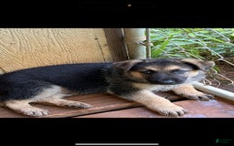 German Shepherd dogs for sale: Ben - Image 3