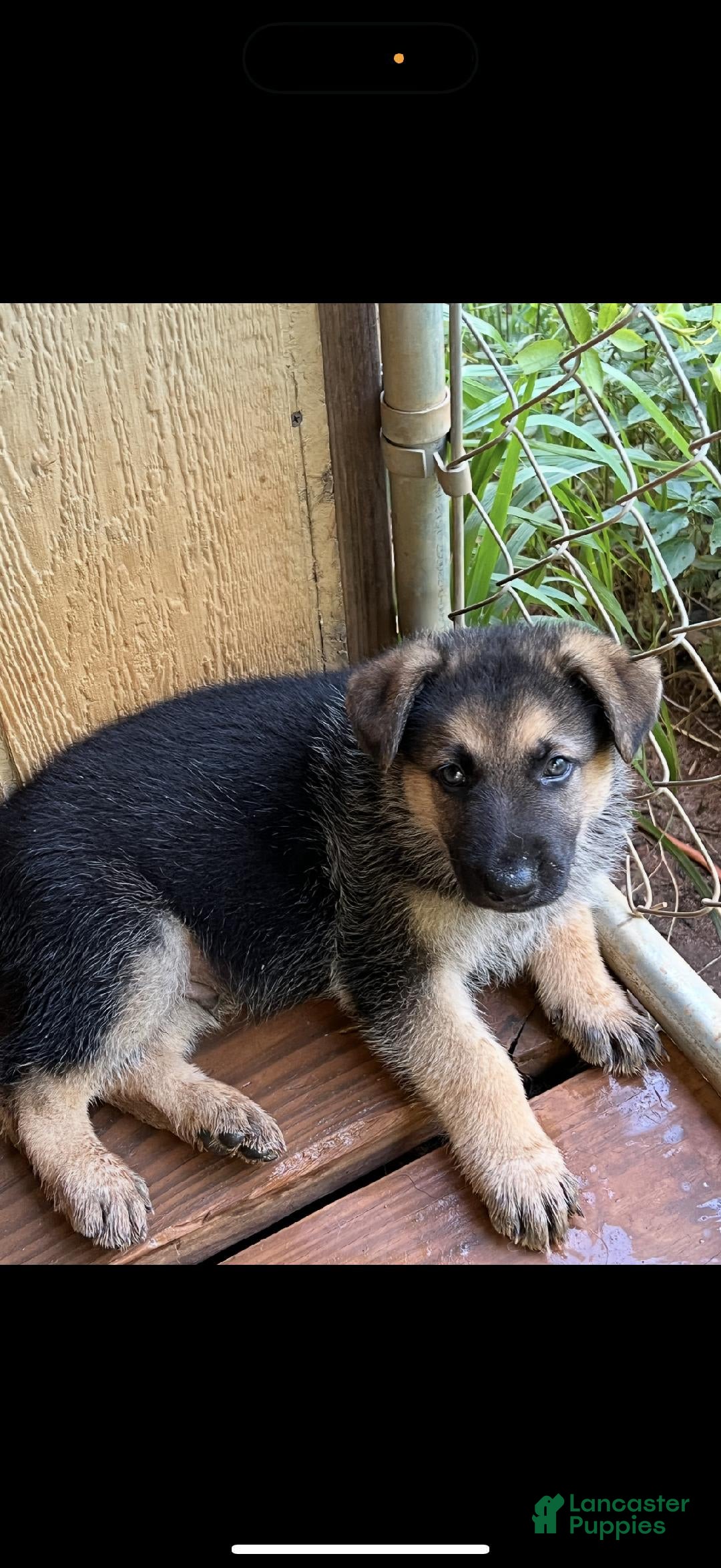 German Shepherd dogs for sale: Ben - Image 3
