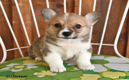 Welsh Corgi Pembroke dogs for sale: Sparky - Image 3
