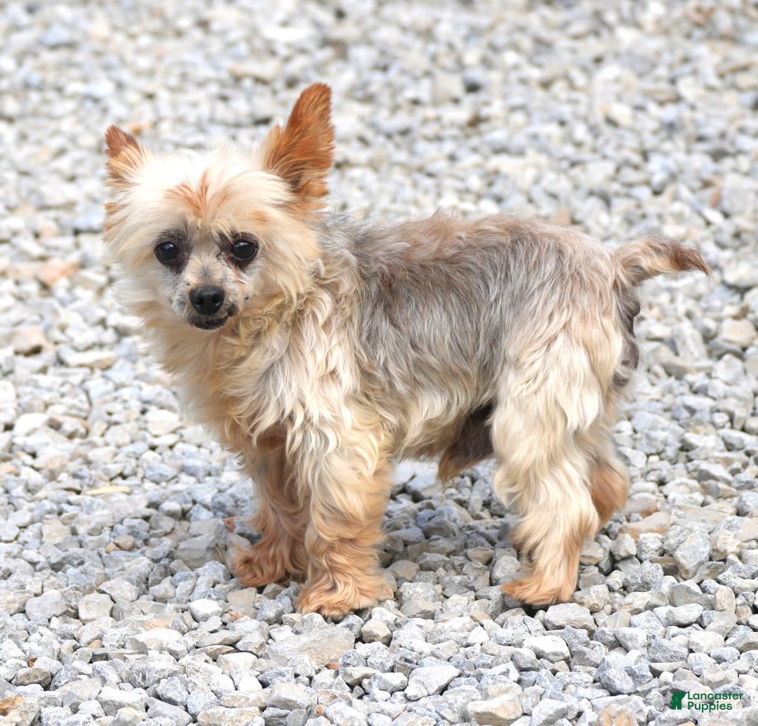 Yorkshire Terrier dogs for sale: Connor - Image 10