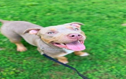 American Bully dogs for sale: Diamond - Image 6