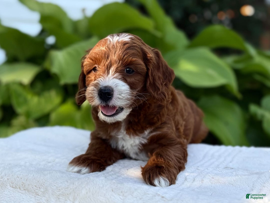 Cavapoo dogs for sale: Barbie - Image 3