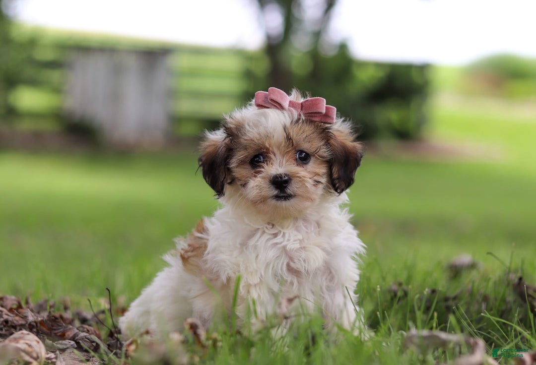 Shihpoo dogs for sale: Sabrina - Image 1