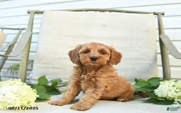 Mini Goldendoodle dogs for sale: Jewel - Image 1