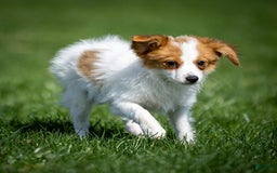 Papillon dogs for sale: Fansie - Image 3