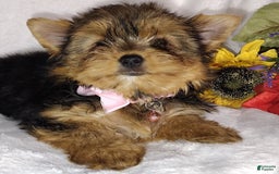 Yorkshire Terrier dogs for sale: Seraphina - Image 13