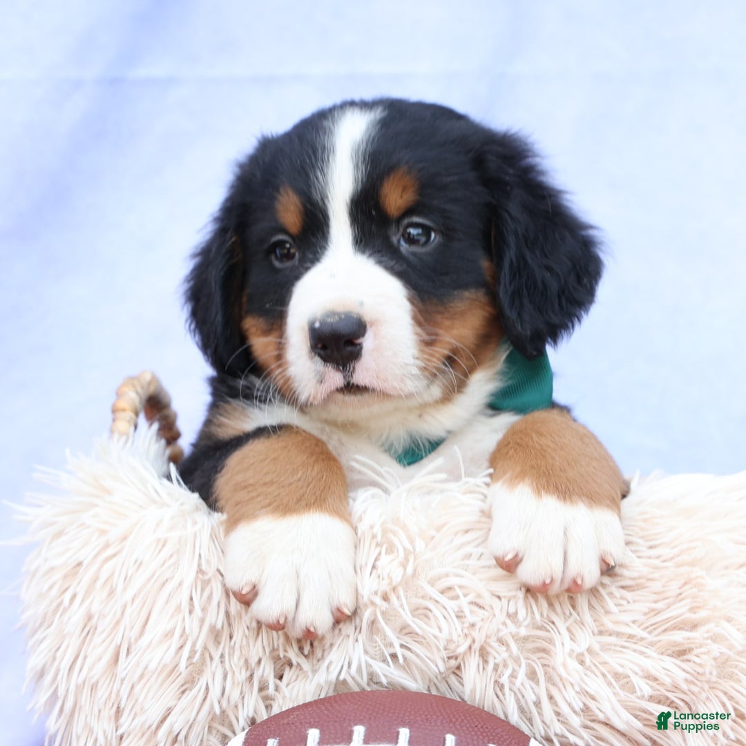 Bernese Mountain Dog dogs for sale: Snoopy - Image 11