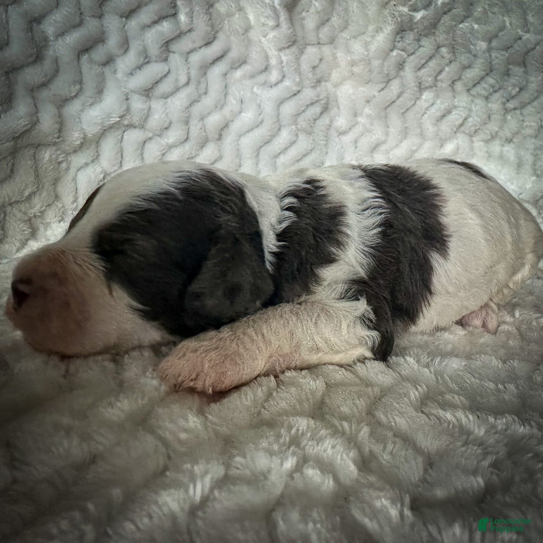 Cavapoo dogs for sale: Timon - Image 19