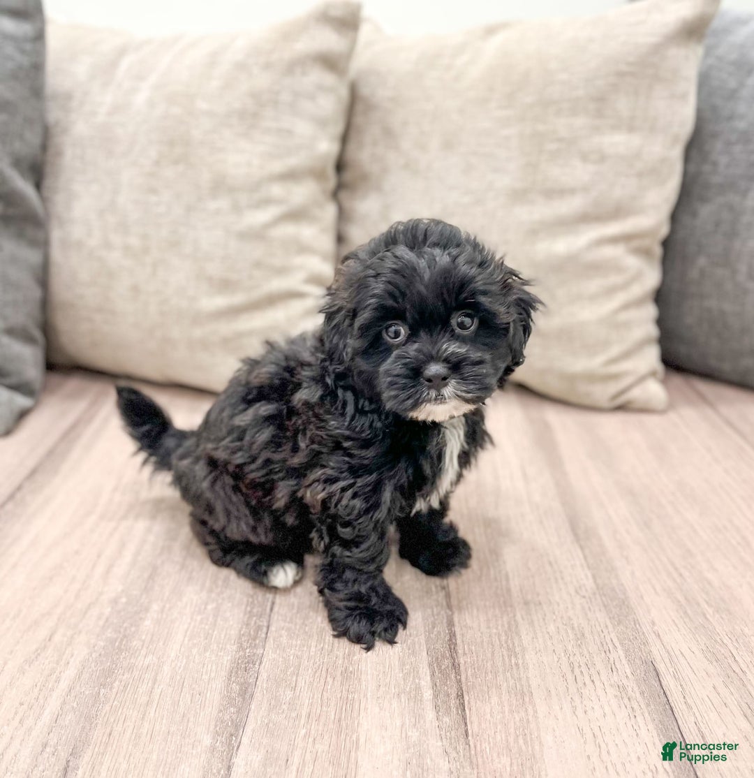 Shihpoo dogs for sale: Rover - Image 1