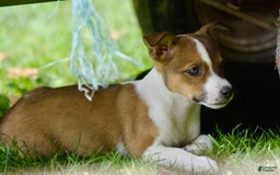 Jack Russell Terrier dogs for sale: Sissy - Image 5