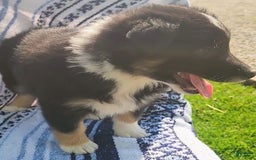 Australian Shepherd dogs for sale: Sophie - Image 8