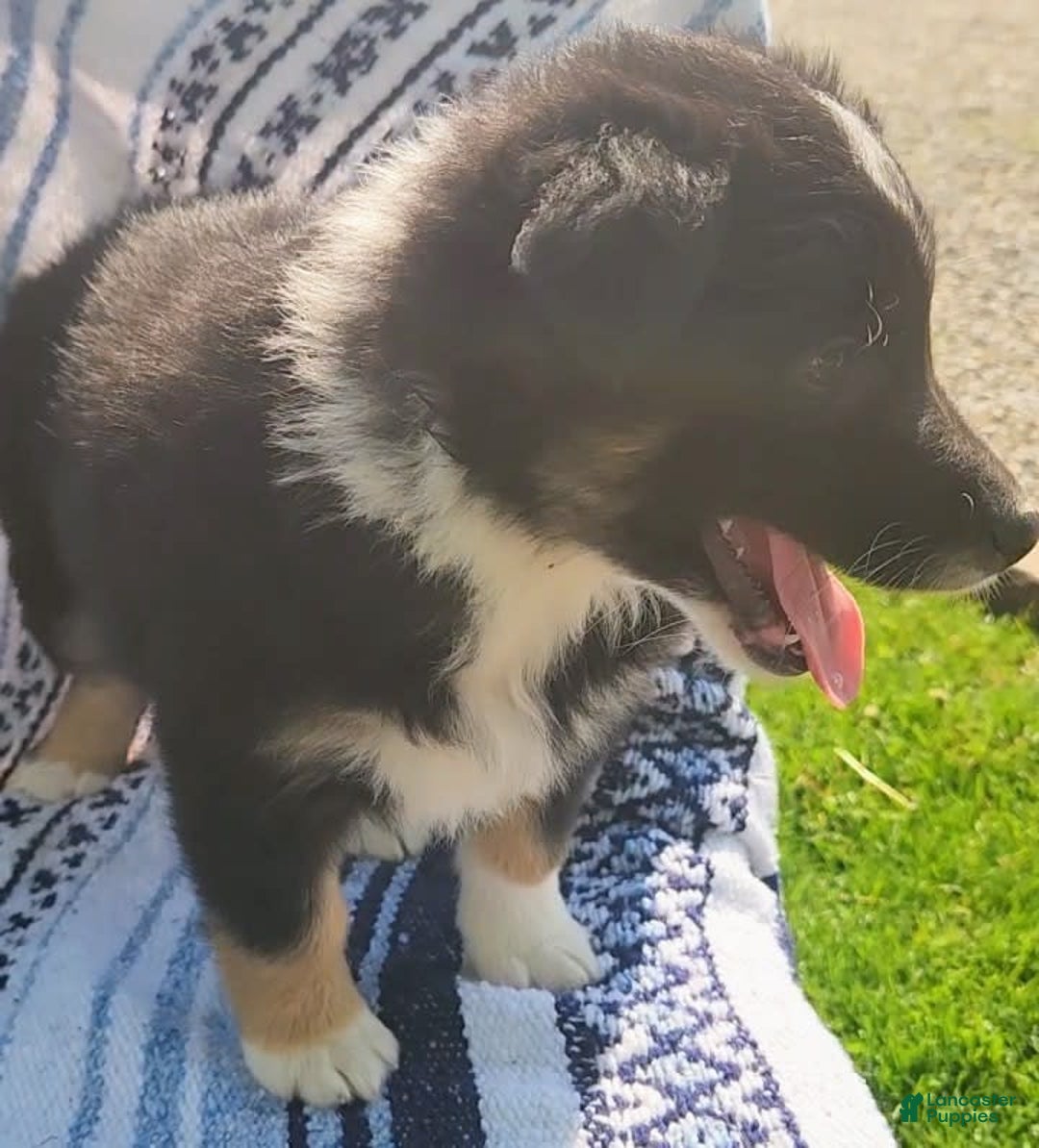Australian Shepherd dogs for sale: Sophie - Image 8