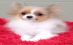 Pomeranian dogs for sale: Clark - Image 13