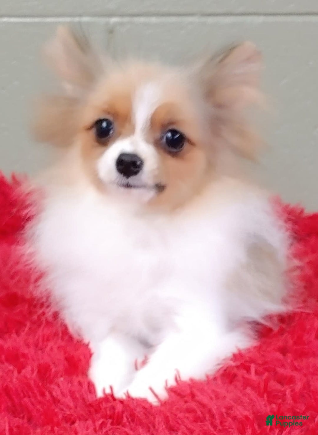 Pomeranian dogs for sale: Clark - Image 13