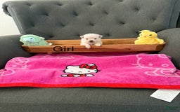 Pomeranian dogs for sale: Harley - Image 1