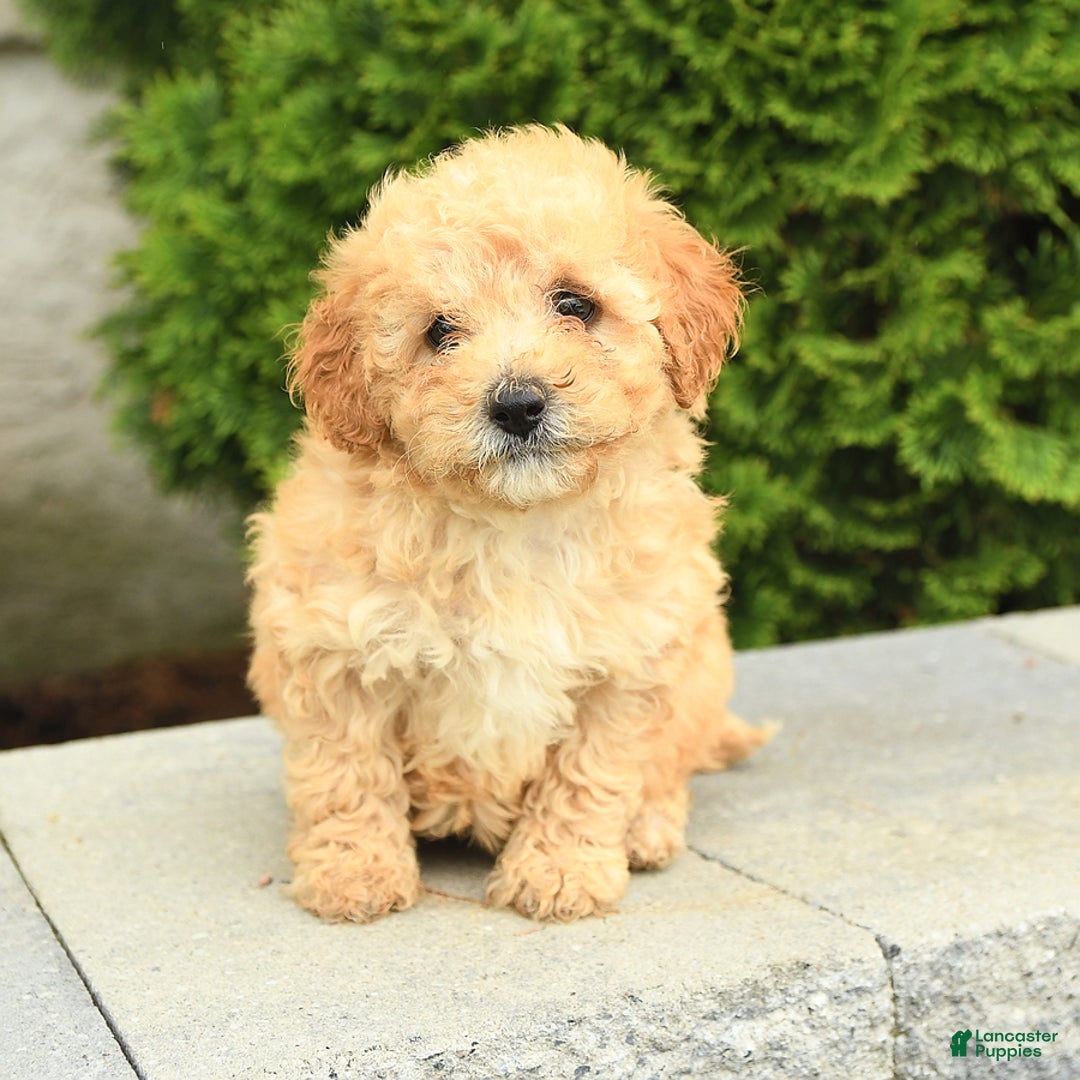 Miniature Poodle dogs for sale: Carla - Image 6