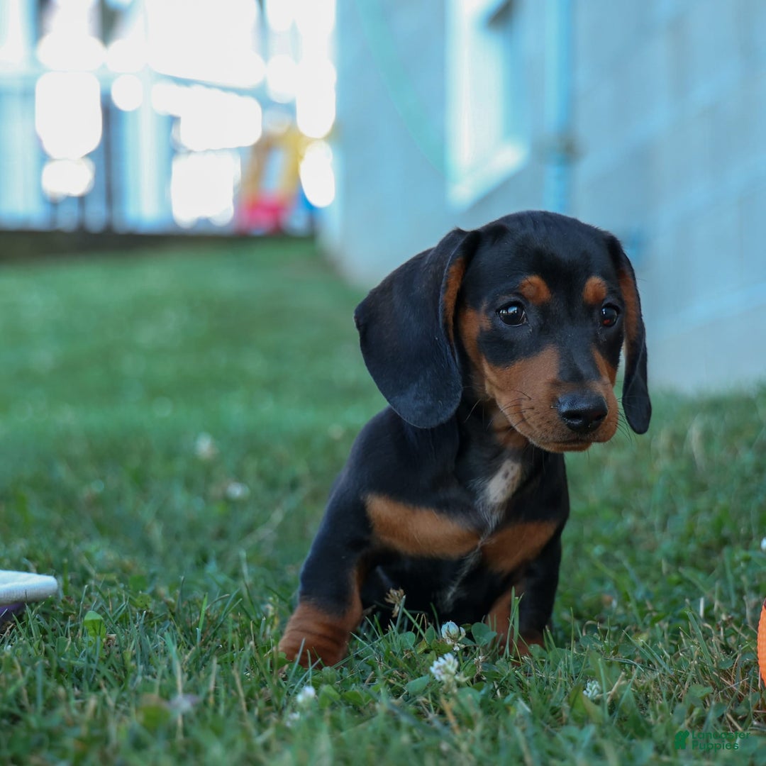 Miniature Dachshund dogs for sale: Sparky - Image 7