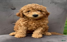 Mini Goldendoodle dogs for sale: Carter - Image 4