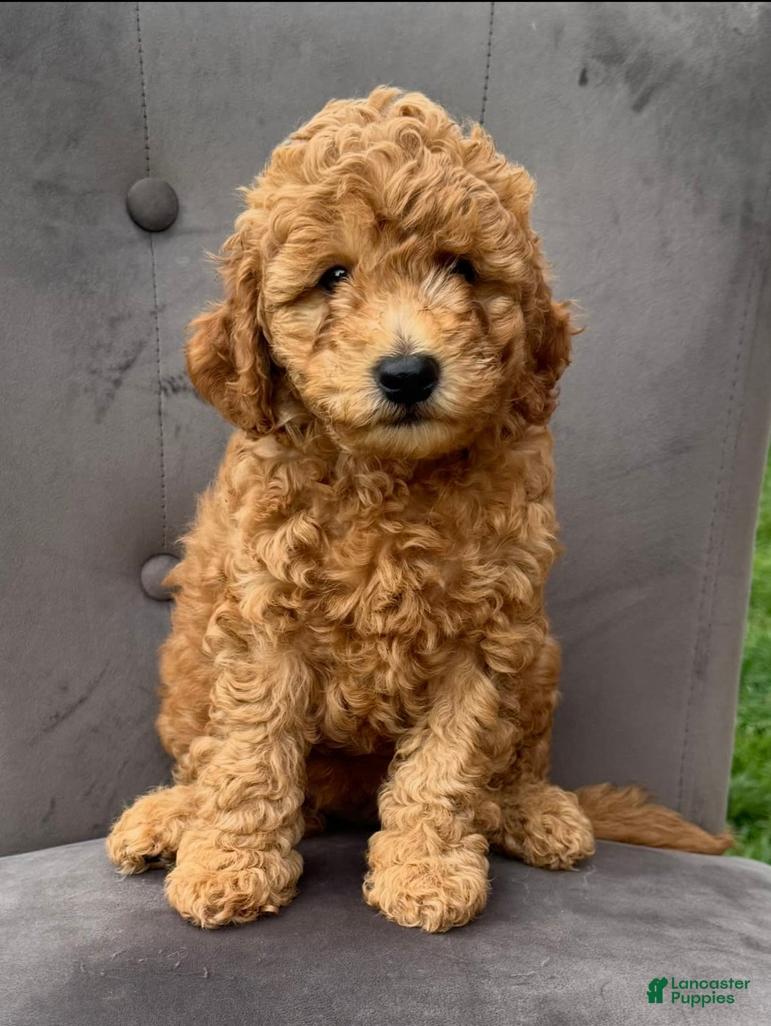 Mini Goldendoodle dogs for sale: Carter - Image 4