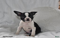 Boston Terrier dogs for sale: Remi - Image 2