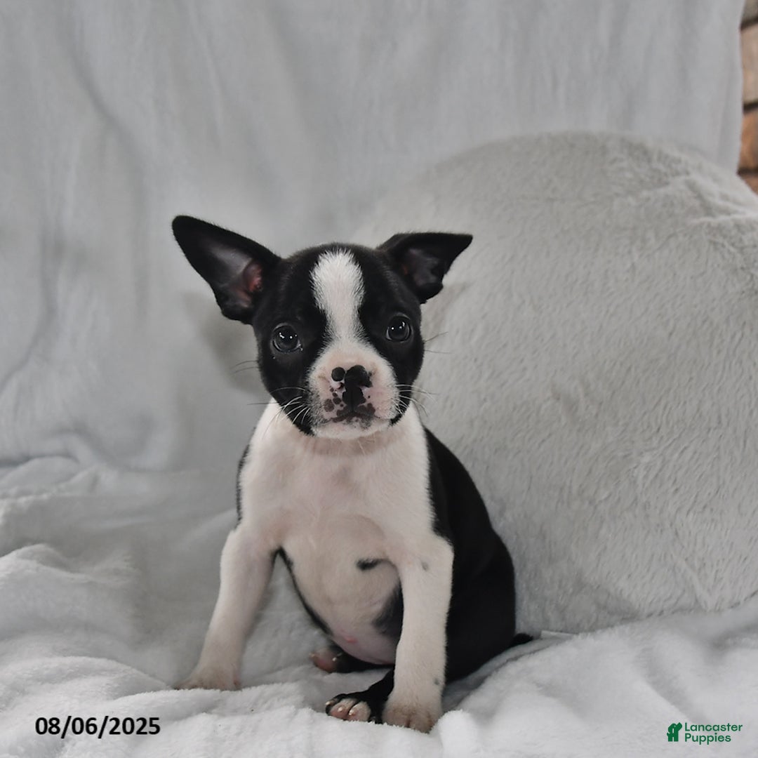 Boston Terrier dogs for sale: Remi - Image 2