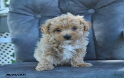 Maltipoo dogs for sale: Honey - Image 2