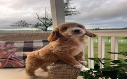 Mini Goldendoodle dogs for sale: Nacho - Image 6