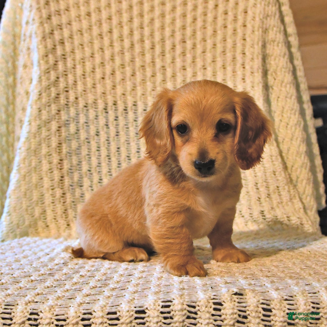 Miniature Dachshund dogs for sale: Honey - Image 1