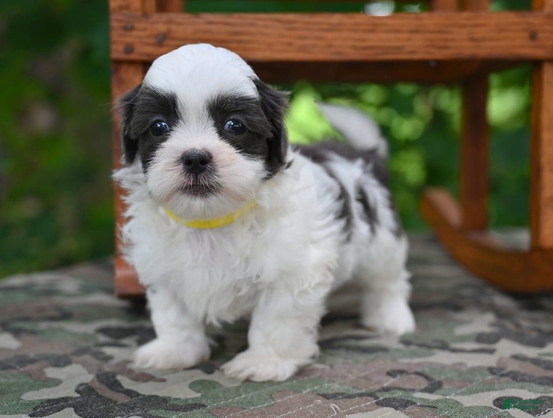 Shih Tzu dogs for sale: Charlie - Image 2