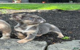 French Bulldog dogs for sale: Blue - Image 4