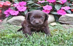 Labrador Retriever dogs for sale: Nacho - Image 1