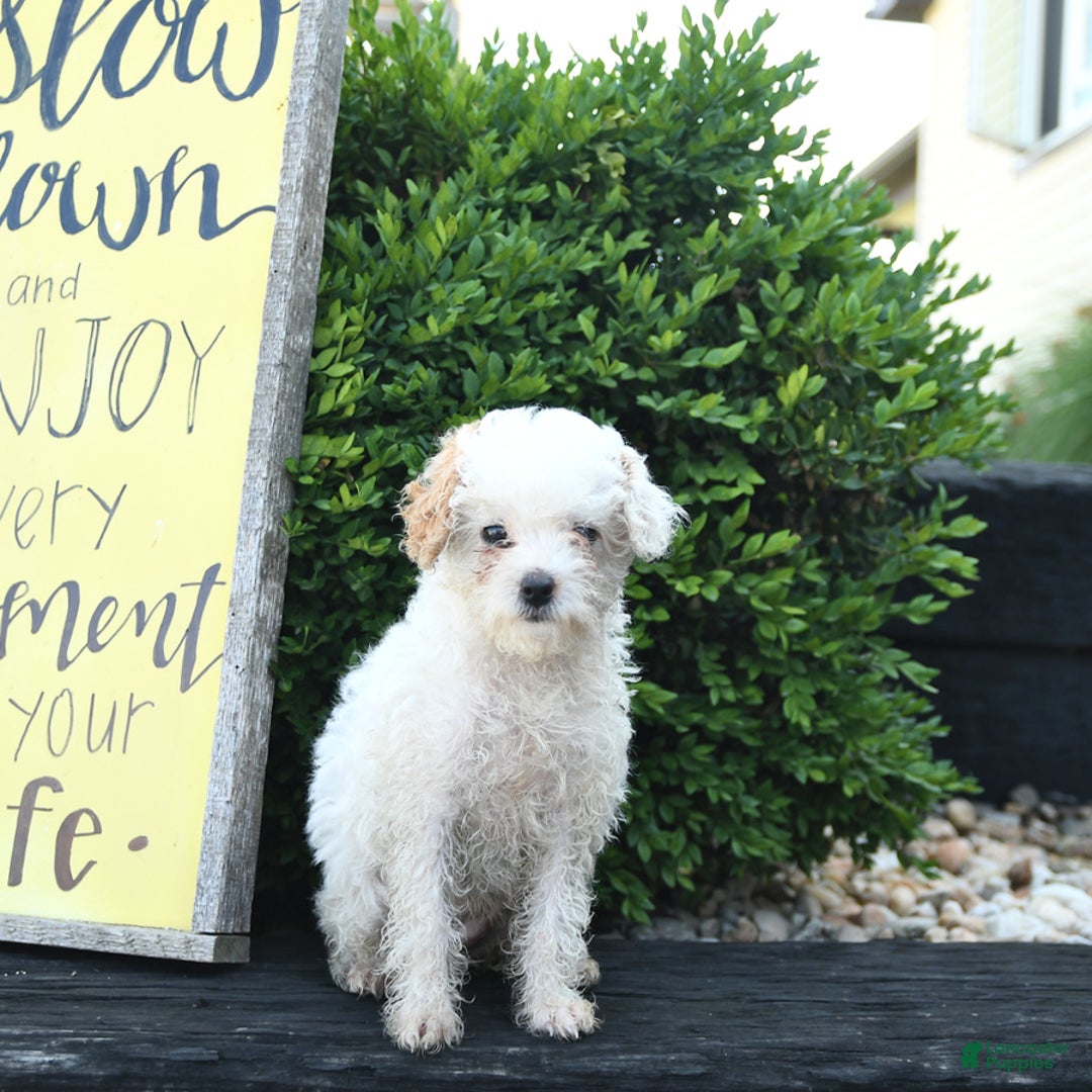 Toy Poodle dogs for sale: Lily - Image 5