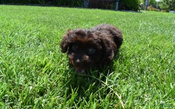 Havapoo dogs for sale: Annie - Image 12